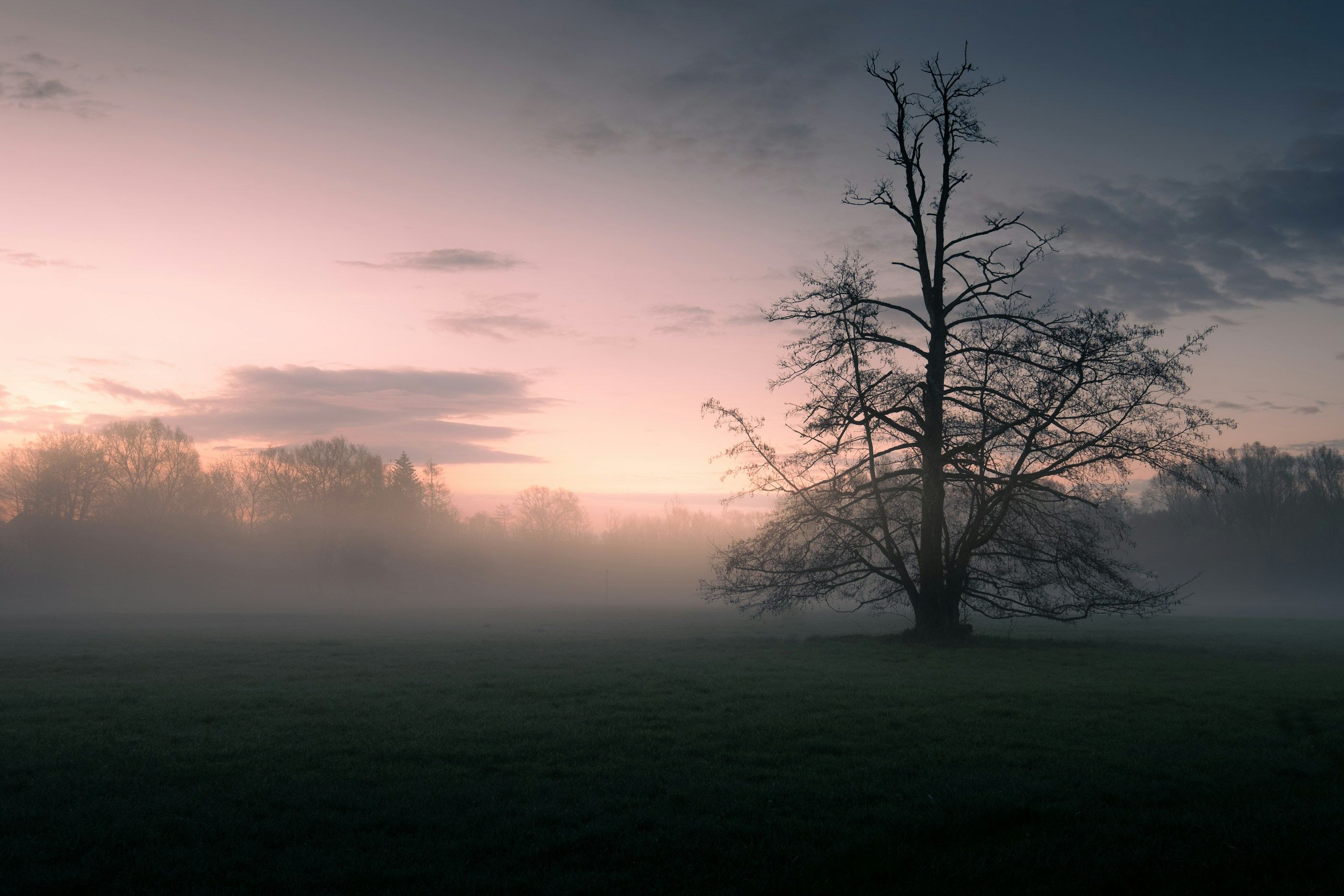 A single bare tree in a green field under a pale evening sky.